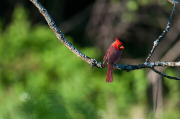 Northern Cardinal perched on branch