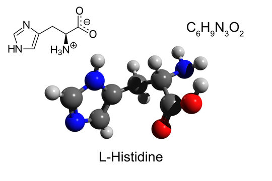 Chemical formula, skeletal formula and 3D ball-and-stick model of L-histidine, an essential amino acid, white background