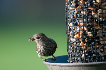 Pine Siskin eating seed at feeder