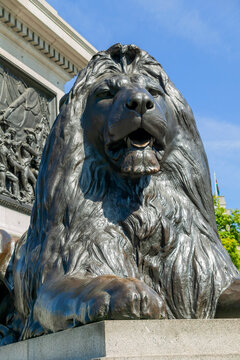 Trafalgar Square lion statue at the base of  Nelson’s Column in London England UK erected to celebrate the Admiral Lord Nelson victory at the Battle of Trafalgar in 1805, stock photo image