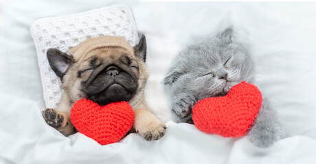 Kitten and Pug puppy sleep together with red heart under a white blanket on a bed at home. Top down...
