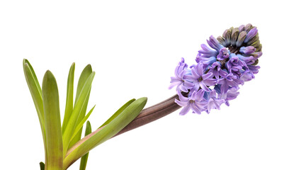 Fototapeta premium blue hyacinth flowering spike isolated on white, forced winter bulb