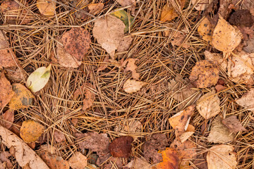 fall brown leaves and pine needles season background, autumn nature texture of a ground, fallen leaf backdrop