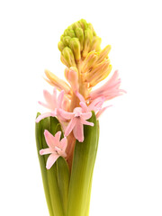 pink hyacinth flowering spike isolated on white, forced winter bulb