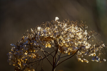 golden Christmas lights