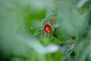 Flora of Gran Canaria - Lycium intricatum, sea box-thorn native to the Canary Islands