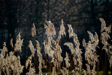autumn in the forest