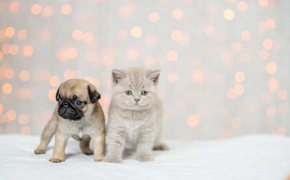 Kitten and Pug puppy sit together on festive background. Empty space for text