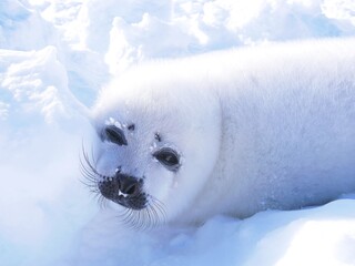 困り顔のあざらしの赤ちゃん（カナダのマドレーヌ島近くの流氷の上にて） © Traveller Tomo