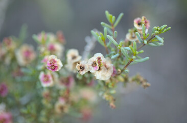 Flora of Gran Canaria -  Salsola divaricata saltwort, salt tolerant plant endemic to the Canary Islands