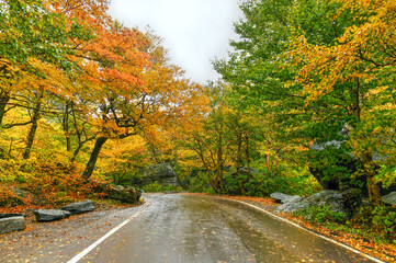 Obraz premium Fall Foliage - Vermont