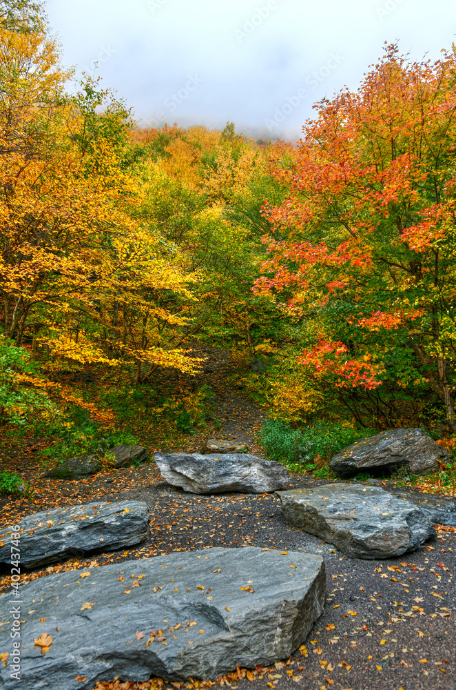 Sticker Fall Foliage - Vermont