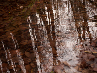 reflection of the trees on the surface of a little river in the forest filled with leaves on the ground, red leaves and the smell of the last summer 2020