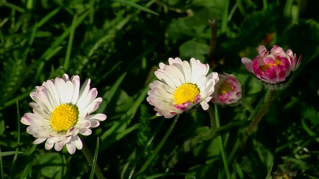 G&auml;nseblumchen zittern im starken Wind