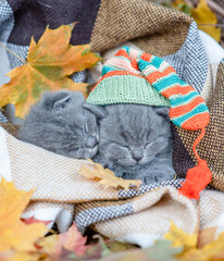 Fototapeta na wymiar Cute kittens sleep covered warm plaid One kitten wearing warm hat holds autumn leaf