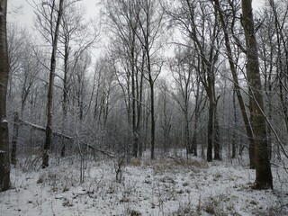Winter forest motif