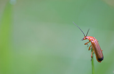 Common red soldier beetle