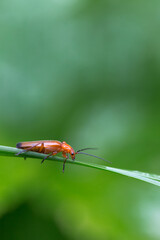 Common red soldier beetle