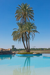 Large date palm tree on island in infinity swimming pool