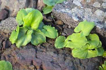Flora of Gran Canaria - Arisarum simorrhinum,  friar cowl,  native to the Canary Islands