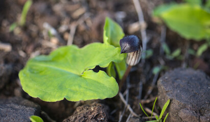 Flora of Gran Canaria - Arisarum simorrhinum,  friar cowl,  native to the Canary Islands