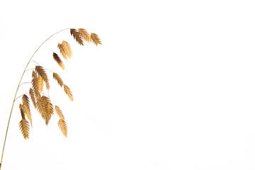 Naklejka na ściany i meble Chasmanthium latifolium or wood oats isolated on white background with copy space, also called Nordseehafer