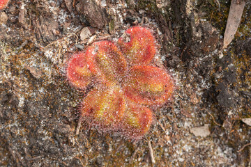nice rosette of the flat Sundew Drosera squamosa in natural habitat seen close to Walpole in...