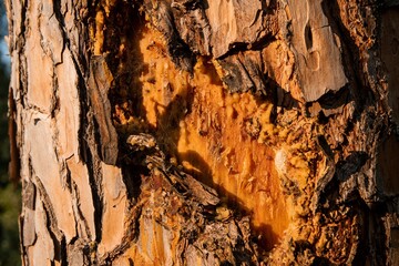 resin on a damaged tree bark