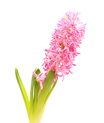 pink hyacinth flowering spike isolated on white, forced winter bulb