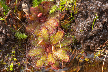 some rosettes of the endemic Sundew Drosera hamiltonii seen east of Walpole in Western Australia, view from above