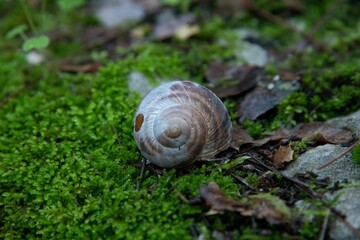 empty snail shell on green moss