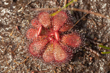 a single red rosette of the rare Sundew Drosera hamiltonii in nature, found close to Walpole in Western Australia, view from above