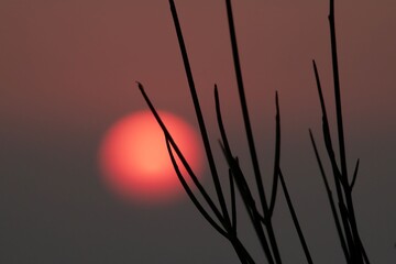 blurred orange sun behind tree branch silhouettes during sunset