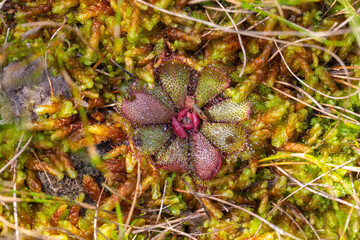 single plants of Drosera hamitlonii, a carnivorous plant, growing in sphagnum moss, seen in nature...