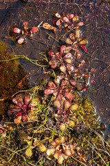 small colony of the endemic carnivorous plant Drosera hamiltonii found in natural habitat close to Walpole in Western Australia
