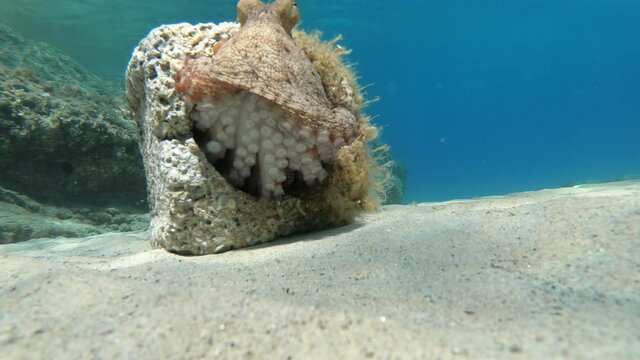 Octopus leaving brick hole spitting ink underwater video in Greece