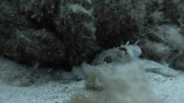 Close up video of common octopus, moving over sand away from camera