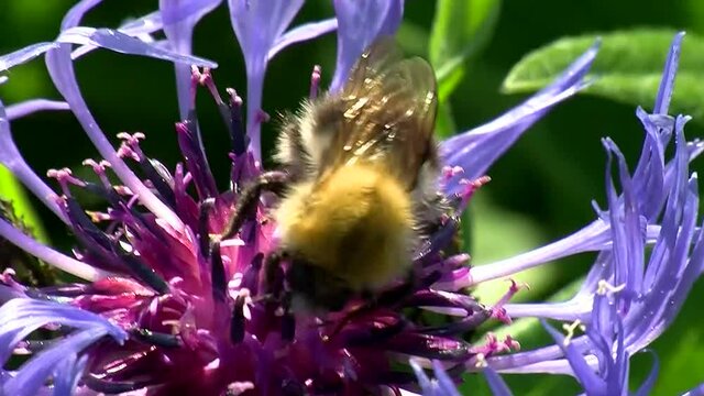 Eine rotpelzige Sandbiene saugt Nektar auf einer Kornblume (Makro)