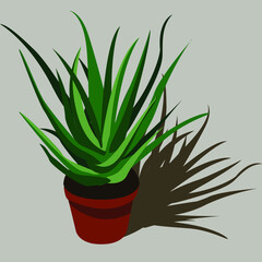 aloe vera plant