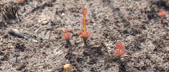 small plants Drosera platypoda (a carnivorous plant) found in natural habitat close to Walpole in Western Australia