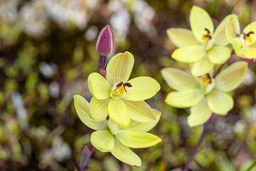 The yellow flower of the beautiful terrerstrial sun orchid Thelymitra antennifera in natural habitat close to Walpole in Western Australia