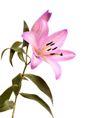 Pale lilac dyed oriental hybrid lily isolated on white