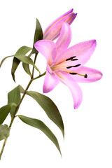 Fototapeta na wymiar Pale lilac dyed oriental hybrid lily isolated on white