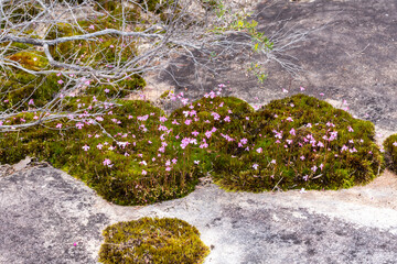 colony of the pink flowered Bladderwort Utricularia multifida growing on a granite rock outcrop close to Walpole in Western Australia