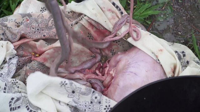 Picking hog casings from pile of fresh guts - Close up