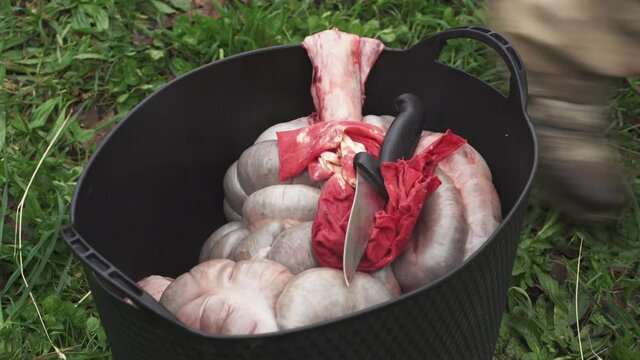 Freshly removed pig entrails resting in a bucket while butcher drops knife - Close up high angle shot
