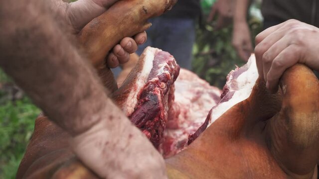 Butchers holding steaming hog freshly gutted open - Close up