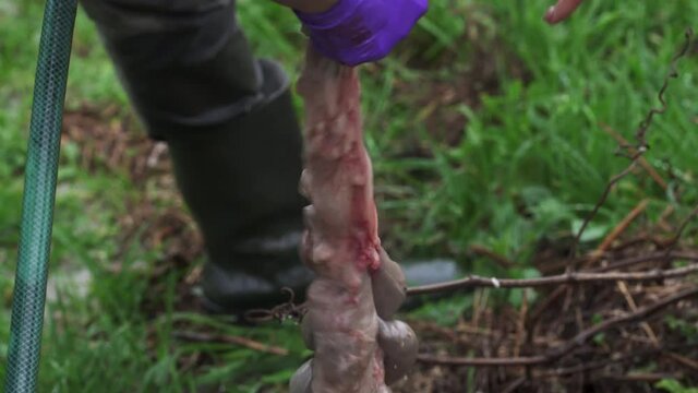 Person using Hose to clean  hog casings - Close up