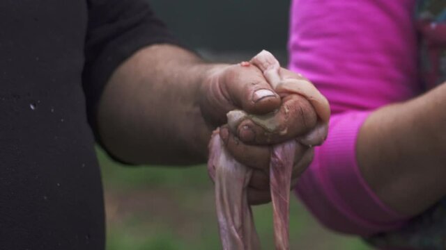 Man holding, preparing and cleaning the pig's guts freshly removed from the animal - Close up