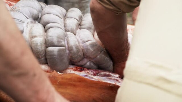 Butcher opening and trying to remove the intestines of fresh butchered hog - close up